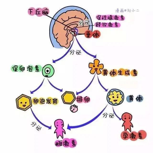 女性体内的神秘“暗线”：竟能支配月经