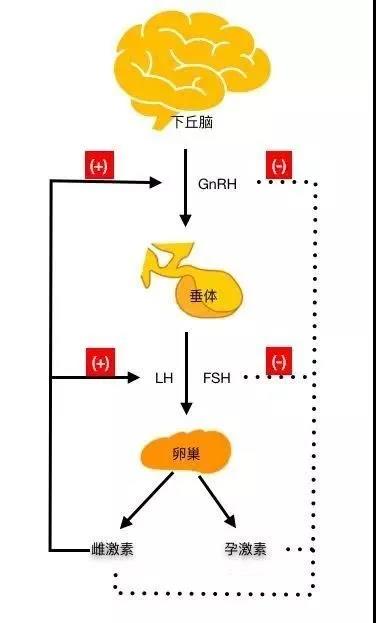 女性体内的神秘“暗线”：竟能支配月经